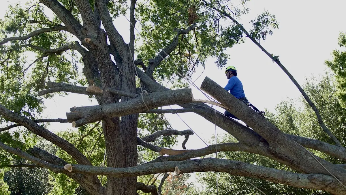 Professional Crown Thinning performed by certified arborists in Upton
