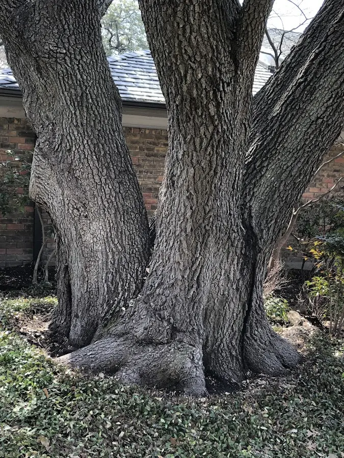 Mature heritage tree close to a Upton property cared for by certified arborists